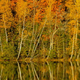 Illustration for article titled Shooting Challenge Fall Leaves Gallery 6